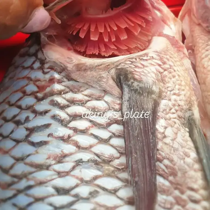 How to Know a Tilapia is Fresh: The Red Color Test