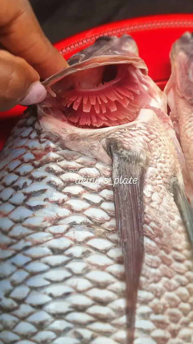 How to Know a Tilapia is Fresh: The Red Color Test