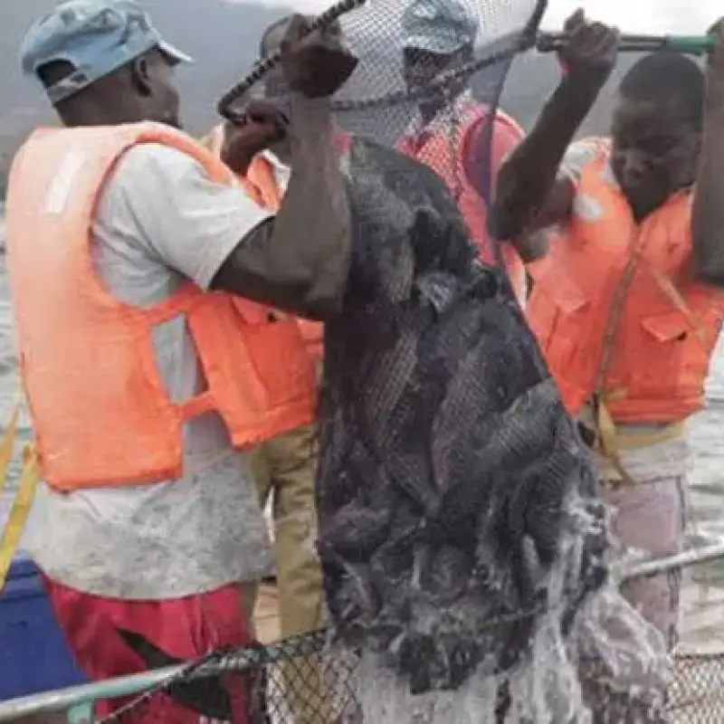 Sustainable Tilapia & Nile Perch Sourcing from Lake Victoria